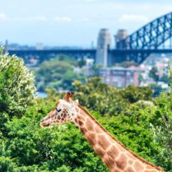 Taronga Zoo