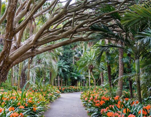 Royal Botanic Garden